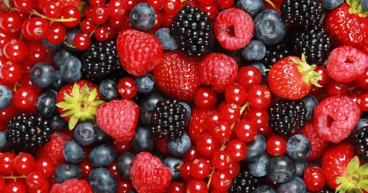 Quand planter les fruits rouges ? La Pause Jardin